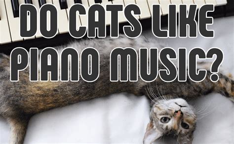 do cats like piano music that makes them giggle